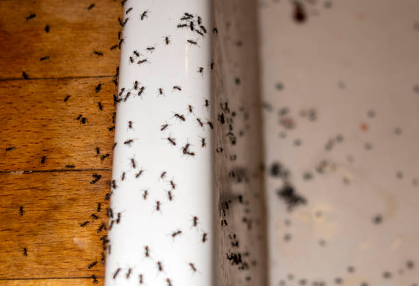 Best Emergency Pest Control  in Alba, NY