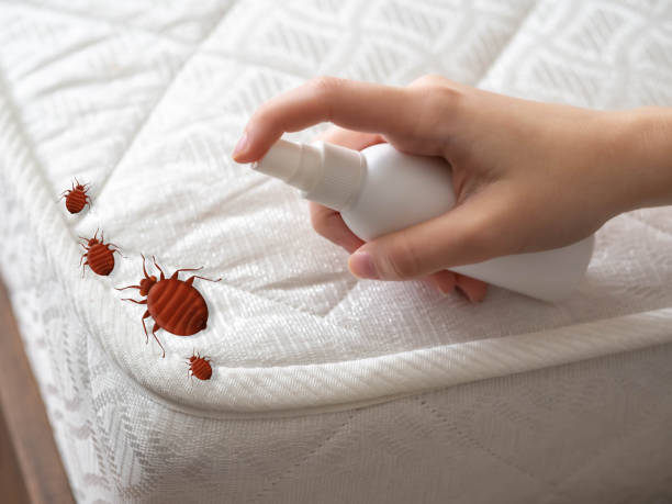 Best Spider Control Near Me  in Alba, NY