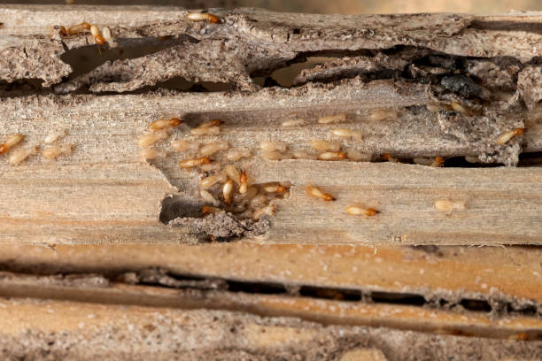 Best Wasp Removal Services  in Alba, NY