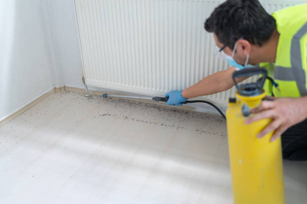 Best Termite Control Services  in Alba, NY